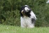 TERRIER DU TIBET 167